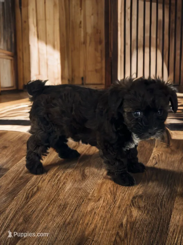 Sasha – Silky Terrier, Poodle - Miniature  puppy for sale in Seymour, MO