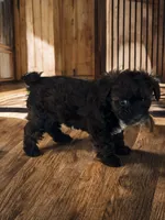 Sasha, a female Silky Terrier and Poodle - Miniature  for sale in Seymour, MO – 2 of 3