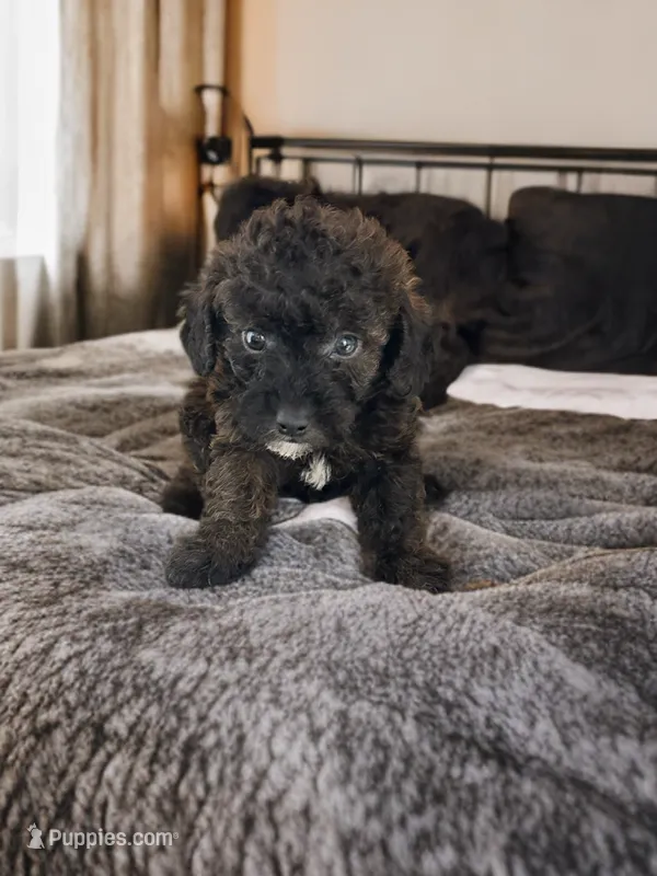 Charlie – Silky Terrier, Poodle - Miniature  puppy for sale in Seymour, MO