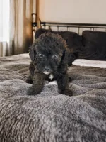 Charlie, a male Silky Terrier and Poodle - Miniature  for sale in Seymour, MO – 1 of 2