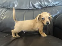 Roscoe, a male Dachshund for sale in Seymour, MO – 3 of 3