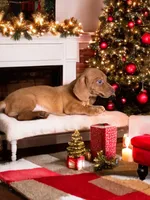 processed/a354621b-5b44-48e2-ad77-ef59690039a9/listing/1e9dab28-7167-4015-9e04-51f45dfc61d3/02462a87-538d-4db2-ba0a-950e44fc81fd