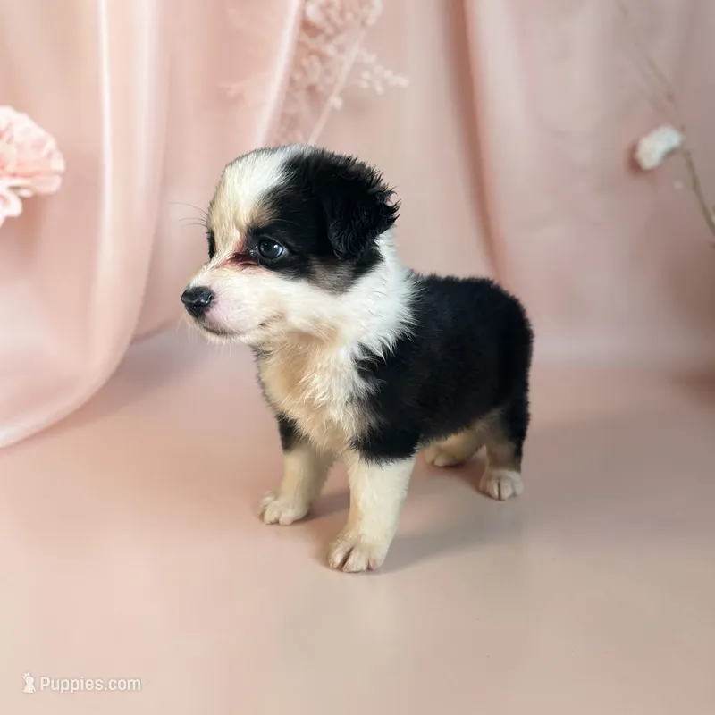 Roxy – Miniature Australian Shepherd puppy for sale in Seymour, MO