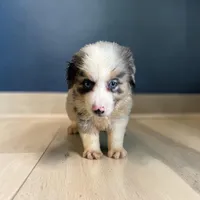 Rodeo, a male Miniature Australian Shepherd for sale in Seymour, MO – 2 of 2