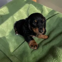 Bruno, a male Dachshund for sale in Seymour, MO – 2 of 2