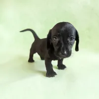 Rudy, a male Dachshund and Miniature Pinscher for sale in Seymour, MO – 2 of 2