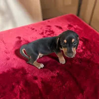 Dan, a male Dachshund and Miniature Pinscher for sale in Seymour, MO – 1 of 2