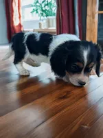 Cody, a male Cavalier King Charles Spaniel and Miniature Dachshund for sale in Seymour, MO – 5 of 5