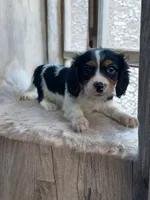 Cody, a male Cavalier King Charles Spaniel and Miniature Dachshund for sale in Seymour, MO – 4 of 5