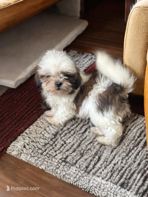 Boomer – Shih Tzu puppy for sale in Seymour, MO
