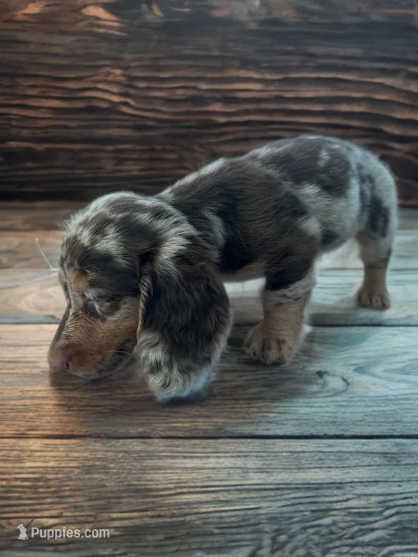 Lilly – Dachshund puppy for sale in Seymour, MO