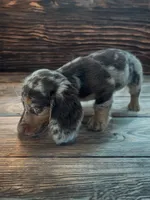 Lilly, a female Dachshund for sale in Seymour, MO – 1 of 4