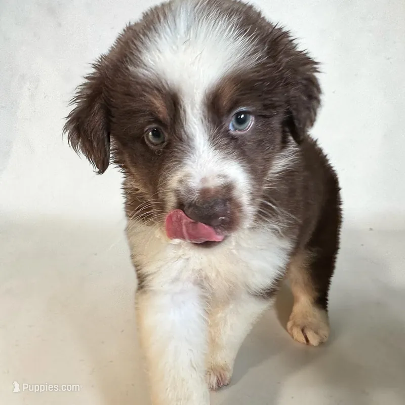 Wrangler – Miniature Australian Shepherd puppy for sale in Seymour, MO