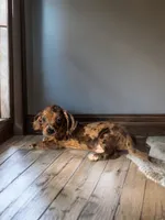 Roscoe, a male Dachshund and Miniature Pinscher for sale in Seymour, MO – 3 of 3