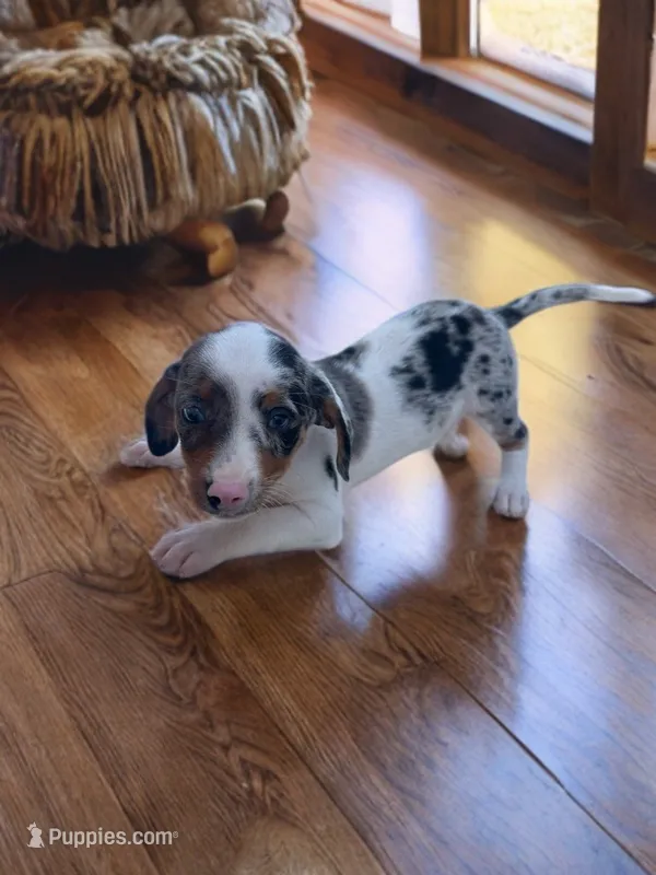 Max – Dachshund, Miniature Pinscher puppy for sale in Seymour, MO