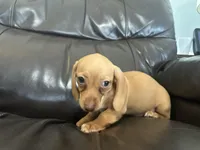 Reba, a female Dachshund for sale in Seymour, MO – 2 of 2