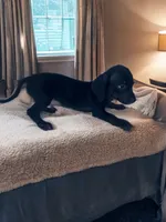 Brady, a male Dachshund and Miniature Pinscher for sale in Seymour, MO – 2 of 2