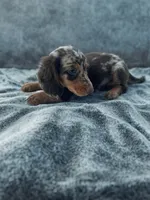 Jax, a male Dachshund for sale in Seymour, MO – 3 of 3