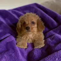 Sadie, a female Silky Terrier and Poodle - Miniature  for sale in Seymour, MO – 1 of 2
