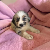 Lainey, a female Miniature Australian Shepherd for sale in Seymour, MO – 2 of 2