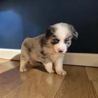 Rodeo, a male Miniature Australian Shepherd for sale in Seymour, MO – 1 of 2