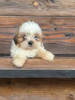 Tucker, a male Shih Tzu for sale in Seymour, MO – 2 of 3