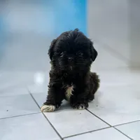 Boomer , a male Shih Tzu for sale in Seymour, MO – 2 of 2