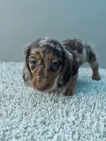 Lilly, a female Dachshund for sale in Seymour, MO – 2 of 4