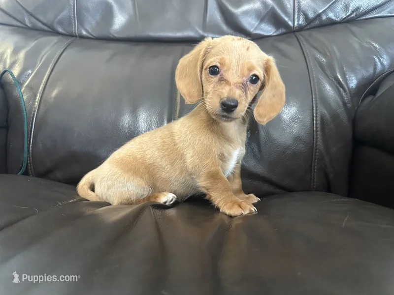 Roxie – Dachshund puppy for sale in Seymour, MO