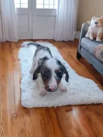 Max, a male Dachshund and Miniature Pinscher for sale in Seymour, MO – 2 of 3