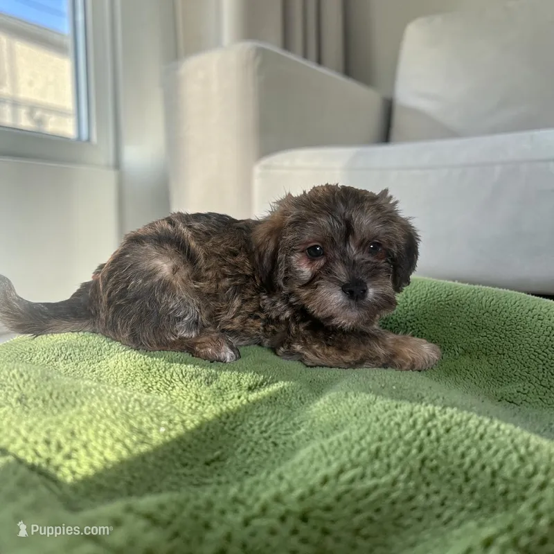 Tanner – Silky Terrier, Poodle - Miniature  puppy for sale in Seymour, MO