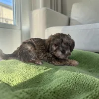 Tanner, a male Silky Terrier and Poodle - Miniature  for sale in Seymour, MO – 1 of 2