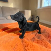 Max, a male Dachshund and Miniature Pinscher for sale in Seymour, MO – 2 of 2