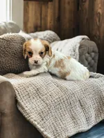 Lady, a female Dachshund and Cavalier King Charles Spaniel for sale in Seymour, MO – Photo 2 of 3