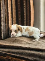 Lady, a female Dachshund and Cavalier King Charles Spaniel for sale in Seymour, MO – Photo 3 of 3