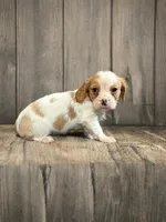 Lady, a female Dachshund and Cavalier King Charles Spaniel for sale in Seymour, MO – Photo 1 of 3