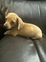 Roscoe, a male Dachshund for sale in Seymour, MO – 2 of 3