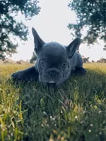 Travis, a male Boston Terrier and French Bulldog for sale in Seymour, MO – 4 of 5