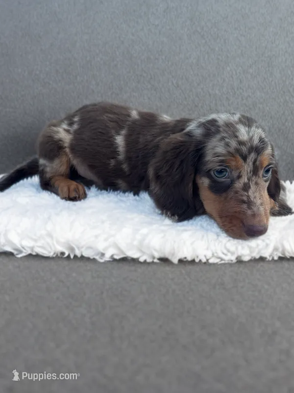 Jax – Dachshund puppy for sale in Seymour, MO