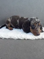 Jax, a male Dachshund for sale in Seymour, MO – 1 of 3