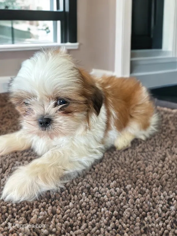 Tucker – Shih Tzu puppy for sale in Seymour, MO