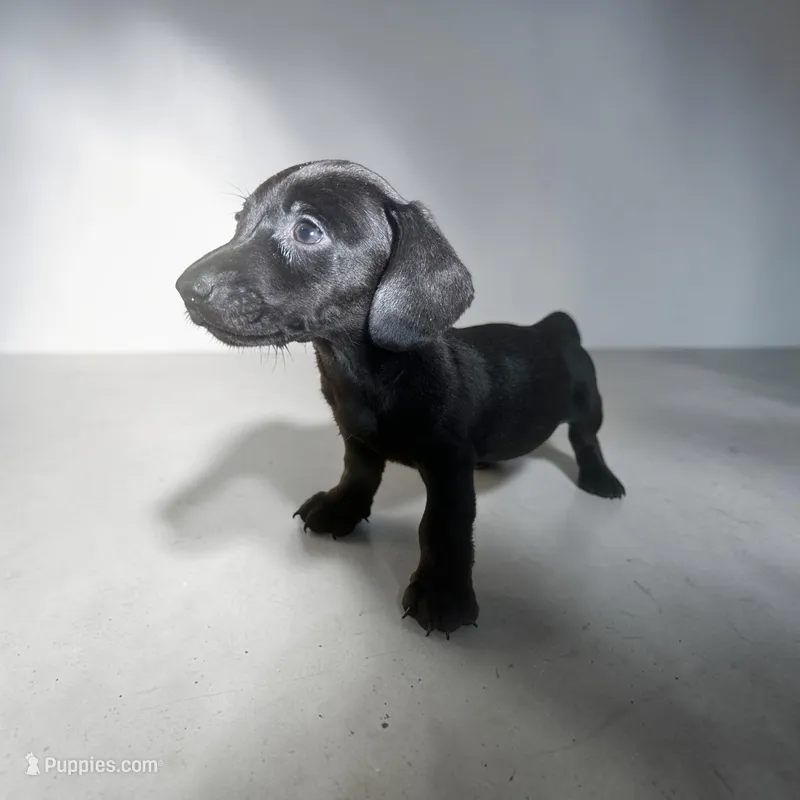 Ranger – Dachshund, Miniature Pinscher puppy for sale in Seymour, MO