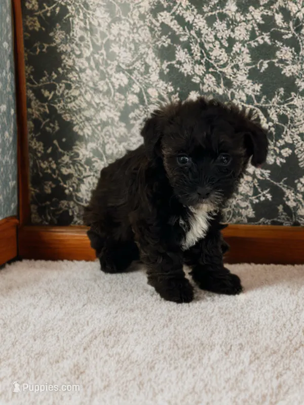 Sasha – Silky Terrier, Poodle - Miniature  puppy for sale in Seymour, MO