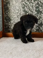 Sasha, a female Silky Terrier and Poodle - Miniature  for sale in Seymour, MO – 1 of 3