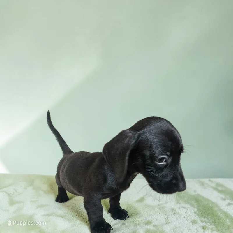 Rudy – Dachshund, Miniature Pinscher puppy for sale in Seymour, MO