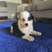 Lariat, a male Miniature Australian Shepherd for sale in Seymour, MO – 2 of 2
