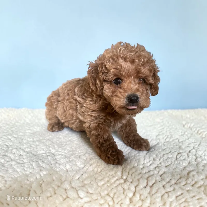 Teddy – Silky Terrier, Poodle - Miniature  puppy for sale in Seymour, MO