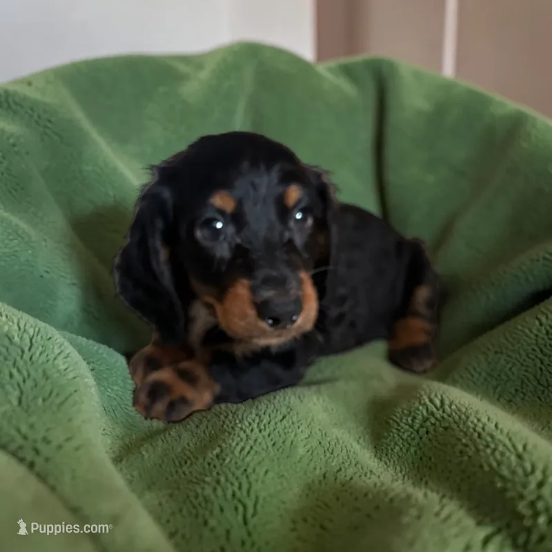 Bruno – Dachshund puppy for sale in Seymour, MO