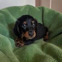 Bruno, a male Dachshund for sale in Seymour, MO – 1 of 2