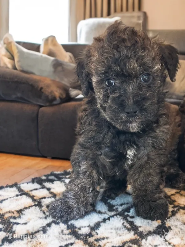 Petey – Silky Terrier, Poodle - Miniature  puppy for sale in Seymour, MO